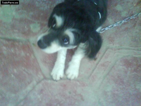 Foto del perro Negri
