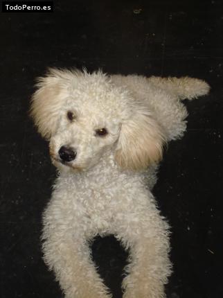 Foto del perro Julian