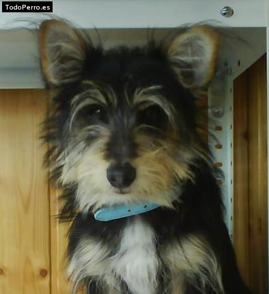 Foto del perro Sort