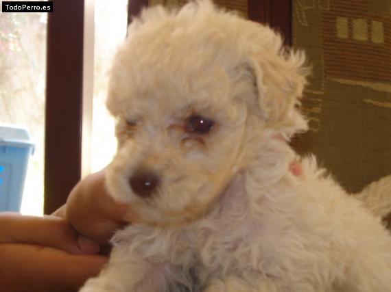 Foto del perro Chayi