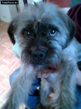 Foto del perro Tobi
