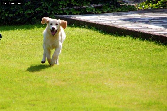 Foto del perro Maya