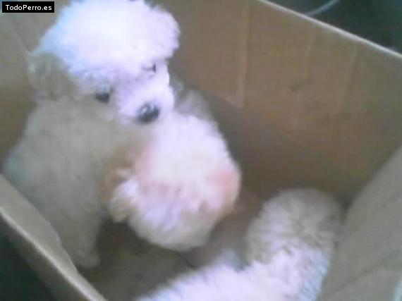 Foto del perro Candy