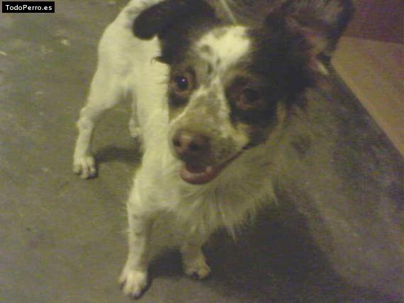 Foto del perro Coyote