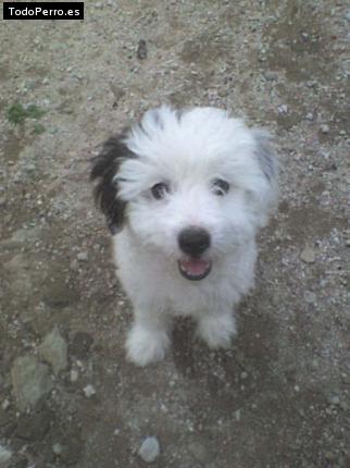 Foto del perro Nicolas