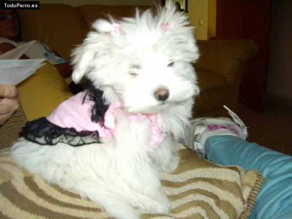 Foto del perro Tita