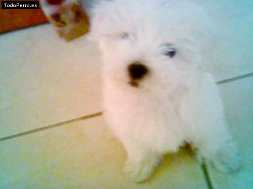 Foto del perro Ronny