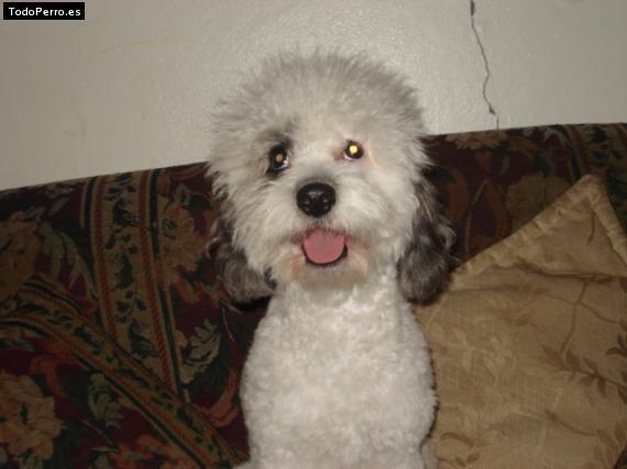 Foto del perro Troy