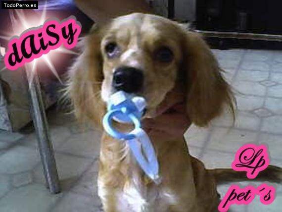 Foto del perro Daisy