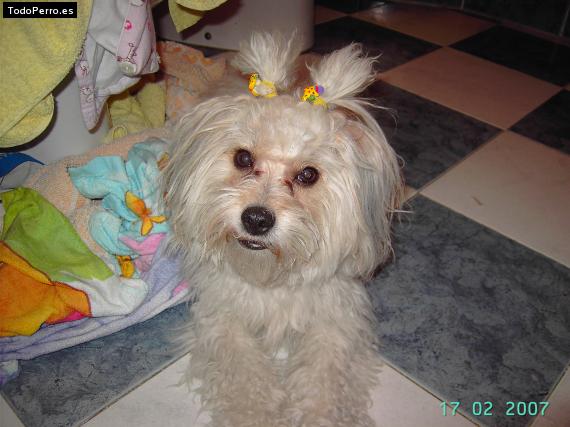 Foto del perro Simba