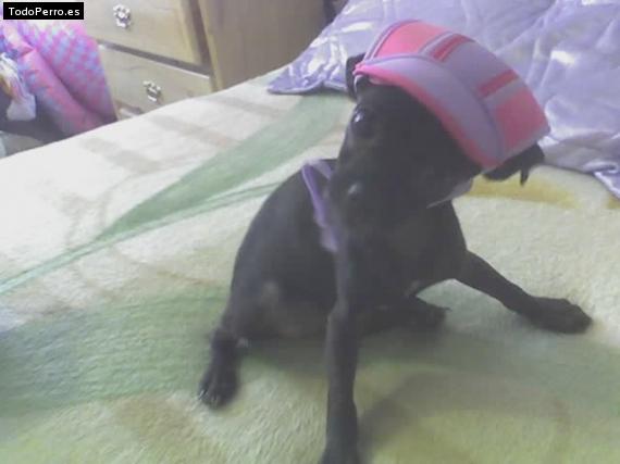 Foto del perro Chikita
