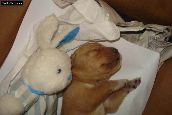 Foto del perro Chester