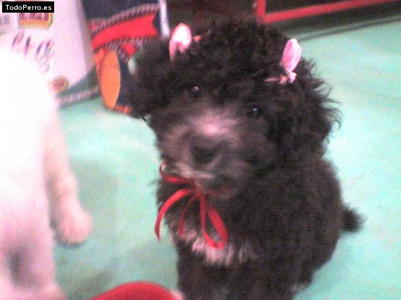 Foto del perro Camila