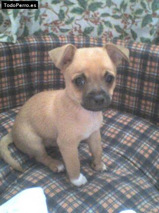 Foto del perro Rocko