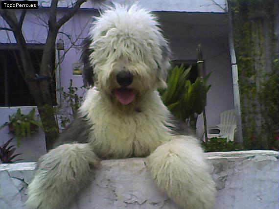 Foto del perro Jack