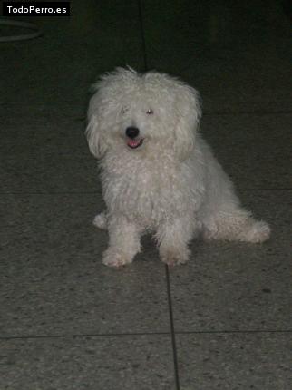 Foto del perro Chiquiturry