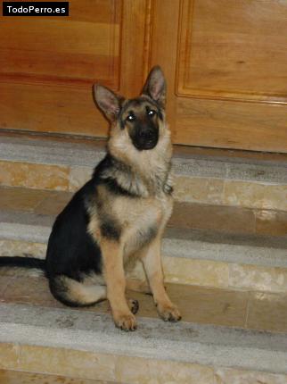 Foto del perro Soruyo