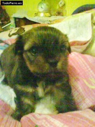 Foto del perro Chulo