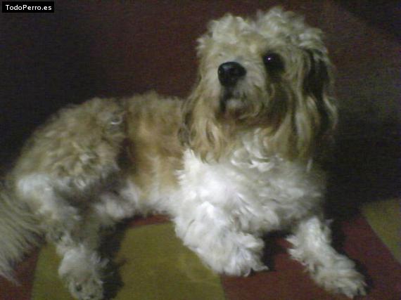 Foto del perro Scrappy