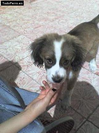 Foto del perro Tivo