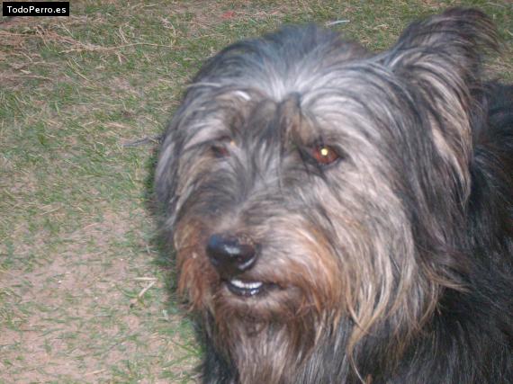 Foto del perro Cain