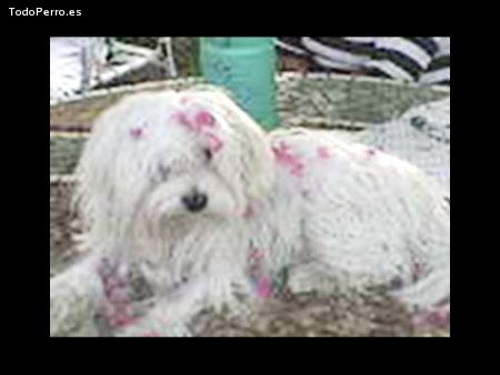 Foto del perro Nick