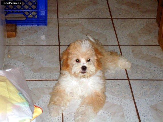Foto del perro Misty