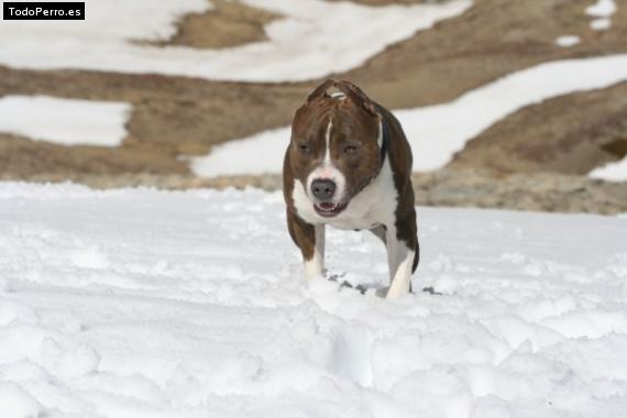 Foto del perro Songhor