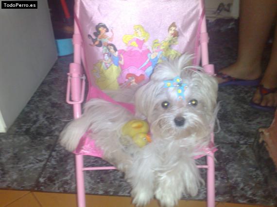 Foto del perro Skitch