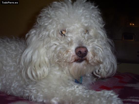 Foto del perro Santino