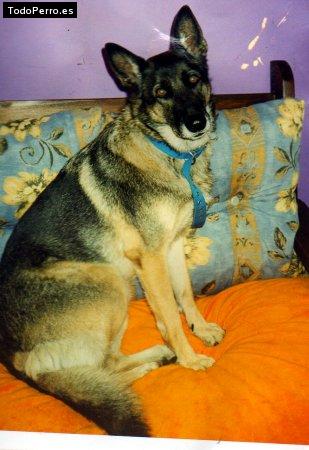Foto del perro Brisa
