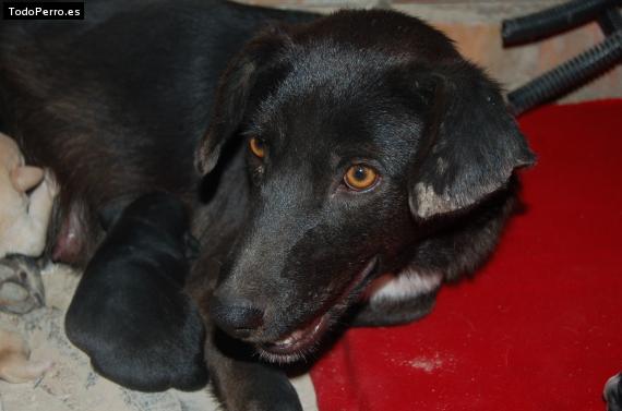 Foto del perro Shizuka