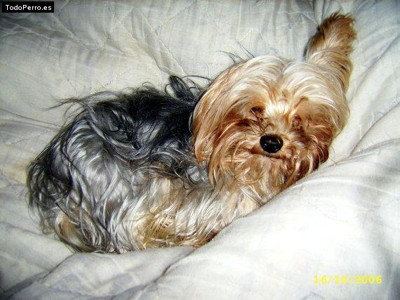 Foto del perro Milhouse