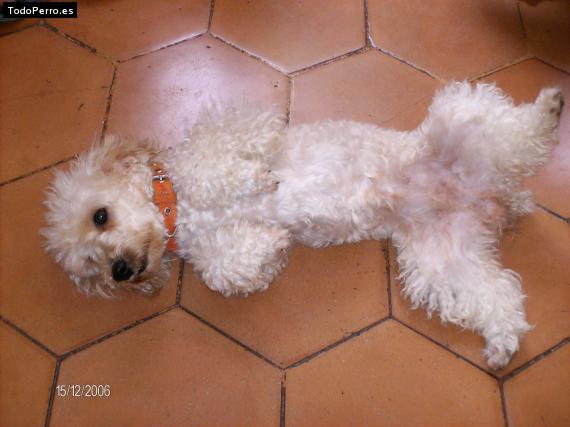 Foto del perro Susi