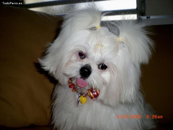 Foto del perro Chanel