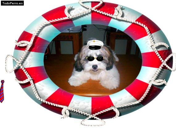 Foto del perro Choky