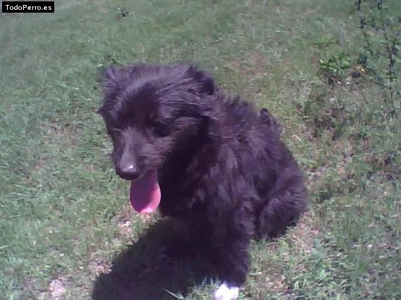 Foto del perro Sachaky