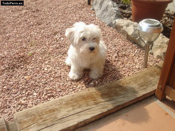 Foto del perro Cuqui