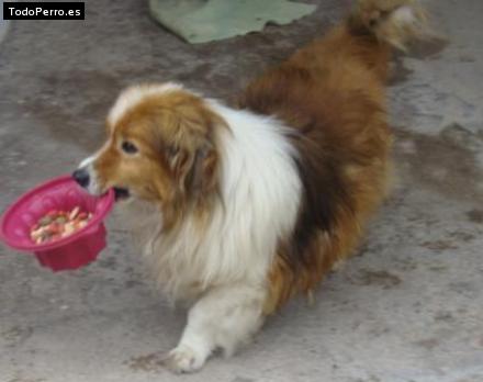 Foto del perro Puchucho