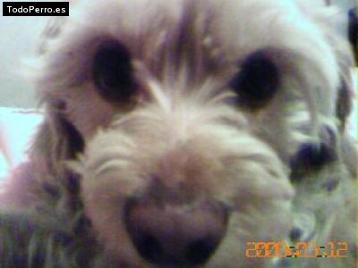 Foto del perro Camby