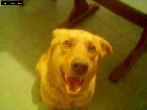 Foto del perro Roman