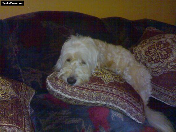 Foto del perro Copo
