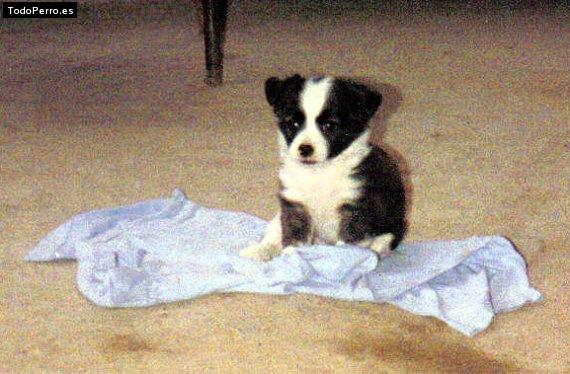 Foto del perro Wanda