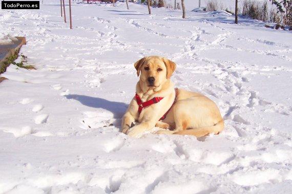 Foto del perro Veruca