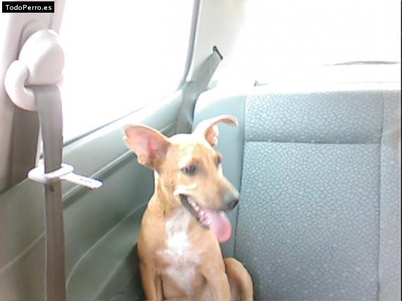 Foto del perro Coffy
