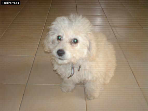 Foto del perro Sky