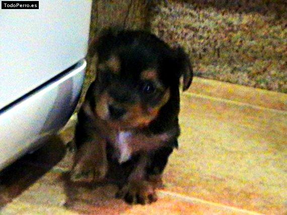 Foto del perro Sira