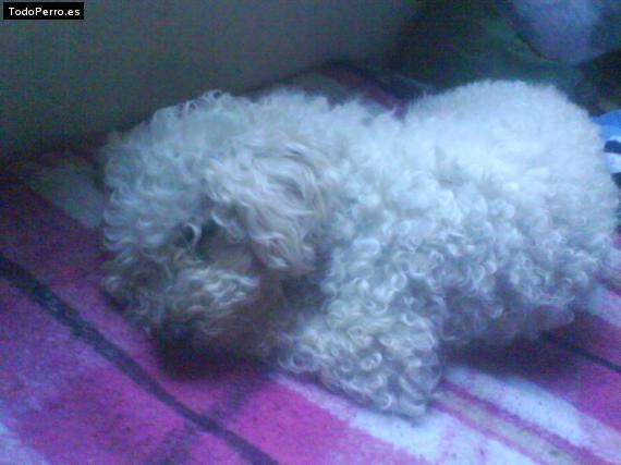 Foto del perro Shyna