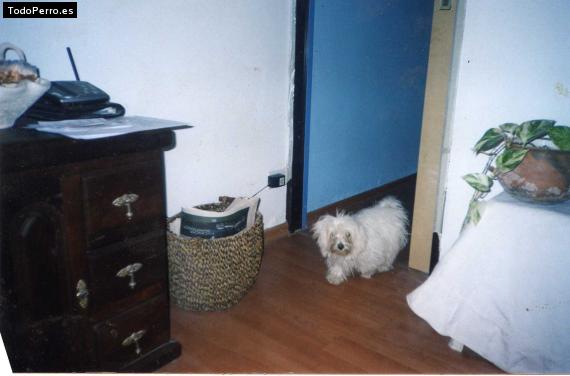 Foto del perro Chispita