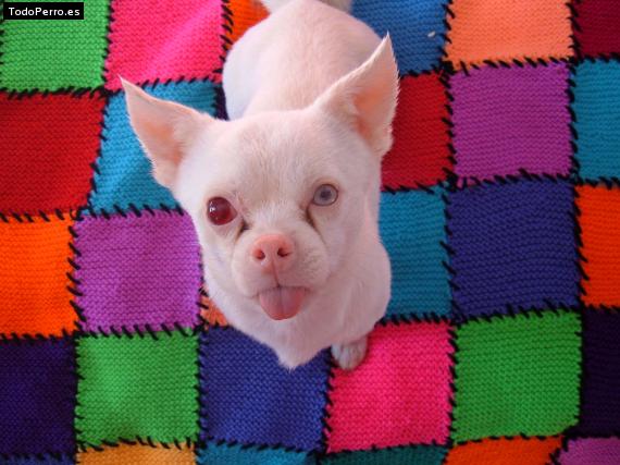 Foto del perro Canelo